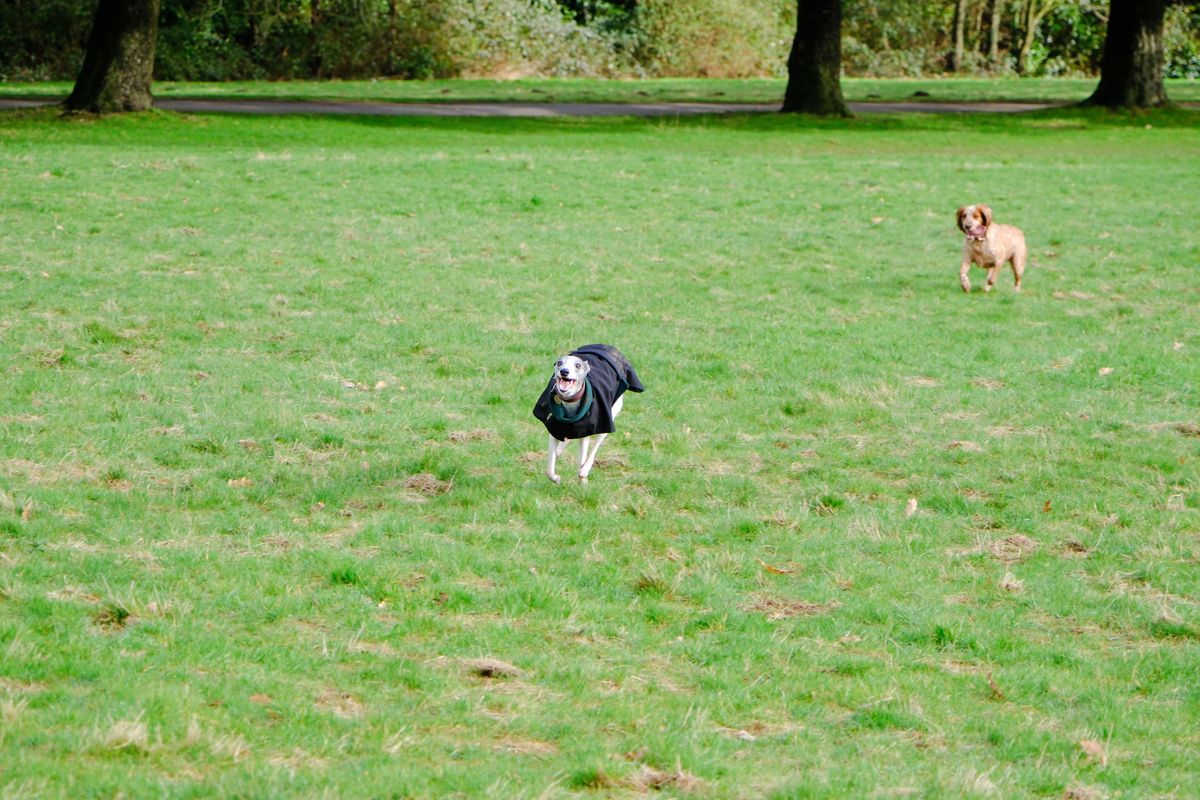 A photo of a whippet running across an open field, taken on the Fujifilm X-H2S