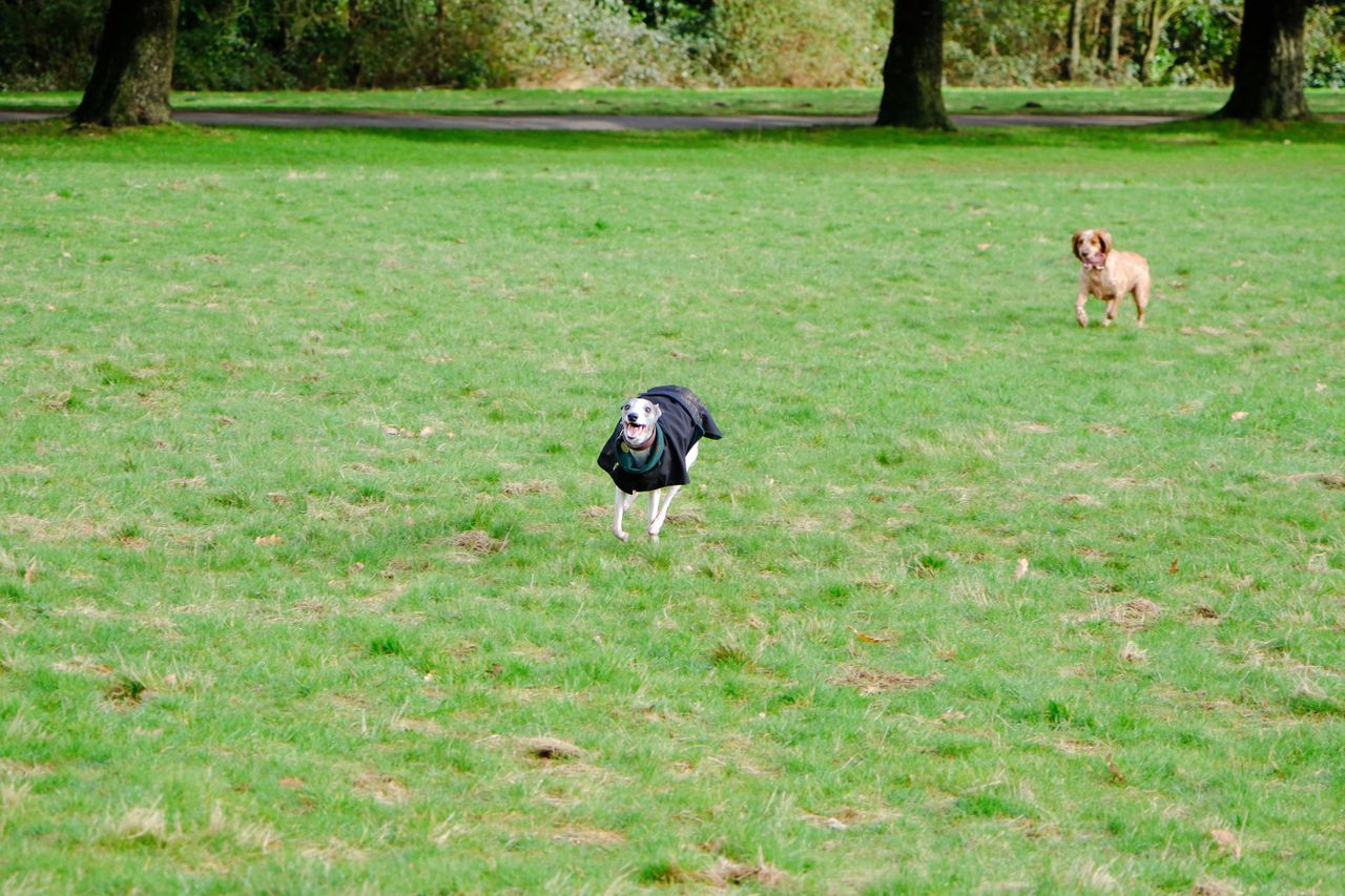 A photo of a whippet running across an open field, taken on the Fujifilm X-H2S