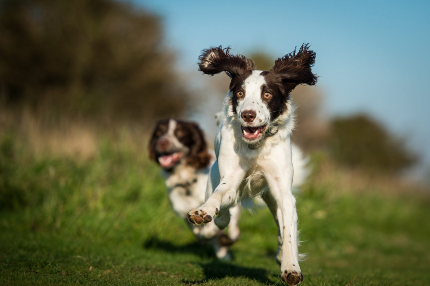 sorry-dog-owners-your-pooch-is-more-stupid-than-you-think-2-1556647213-Z6zV-column-width-inline
