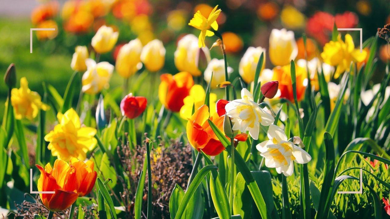 close up of colour spring flowers in bloom