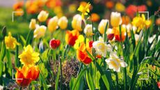 close up of colour spring flowers in bloom