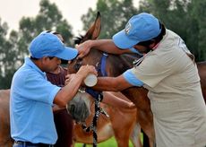 The-Brooke-treating-animals-injured.jpg