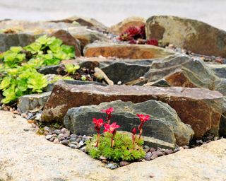 small rock garden with boulders and alpine plants