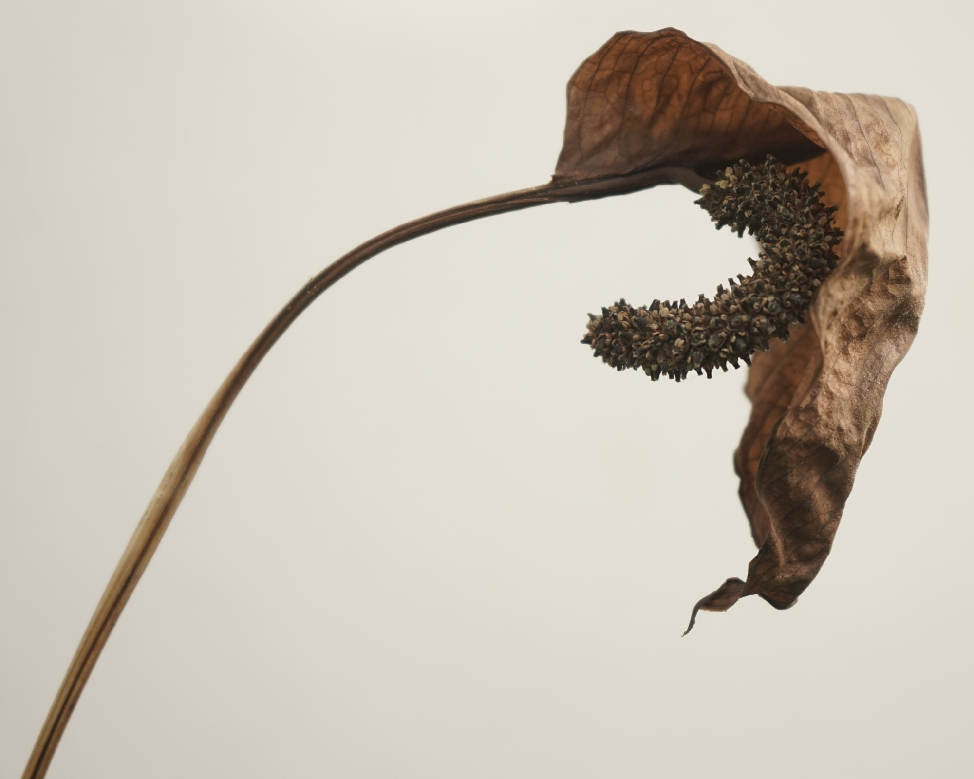 Dry and brown peace lily flower