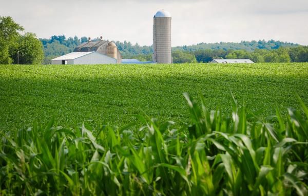Today we are in the land of corn and cows.