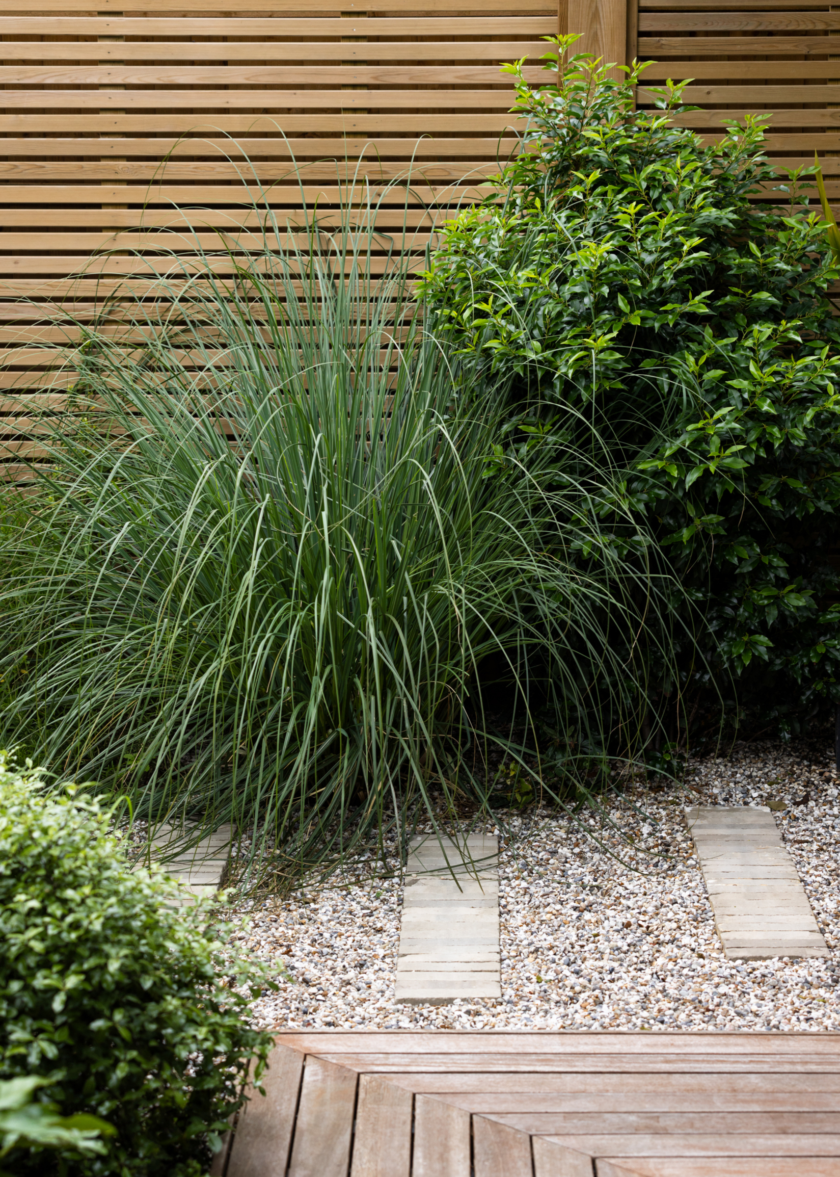 tall grasses growing in front of a slatted timber fence