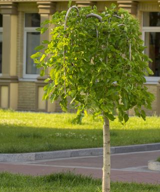 A weeping mulberry tree