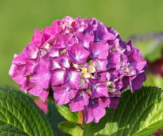 Pink mophead hydrangea flowers