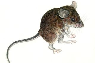 new forest mouse