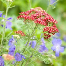 Yarrow and cranesbill hardy geraniums in perennial border