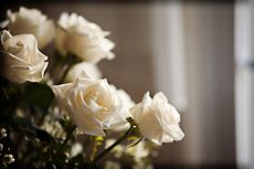 Cut white roses lit by window light in a home