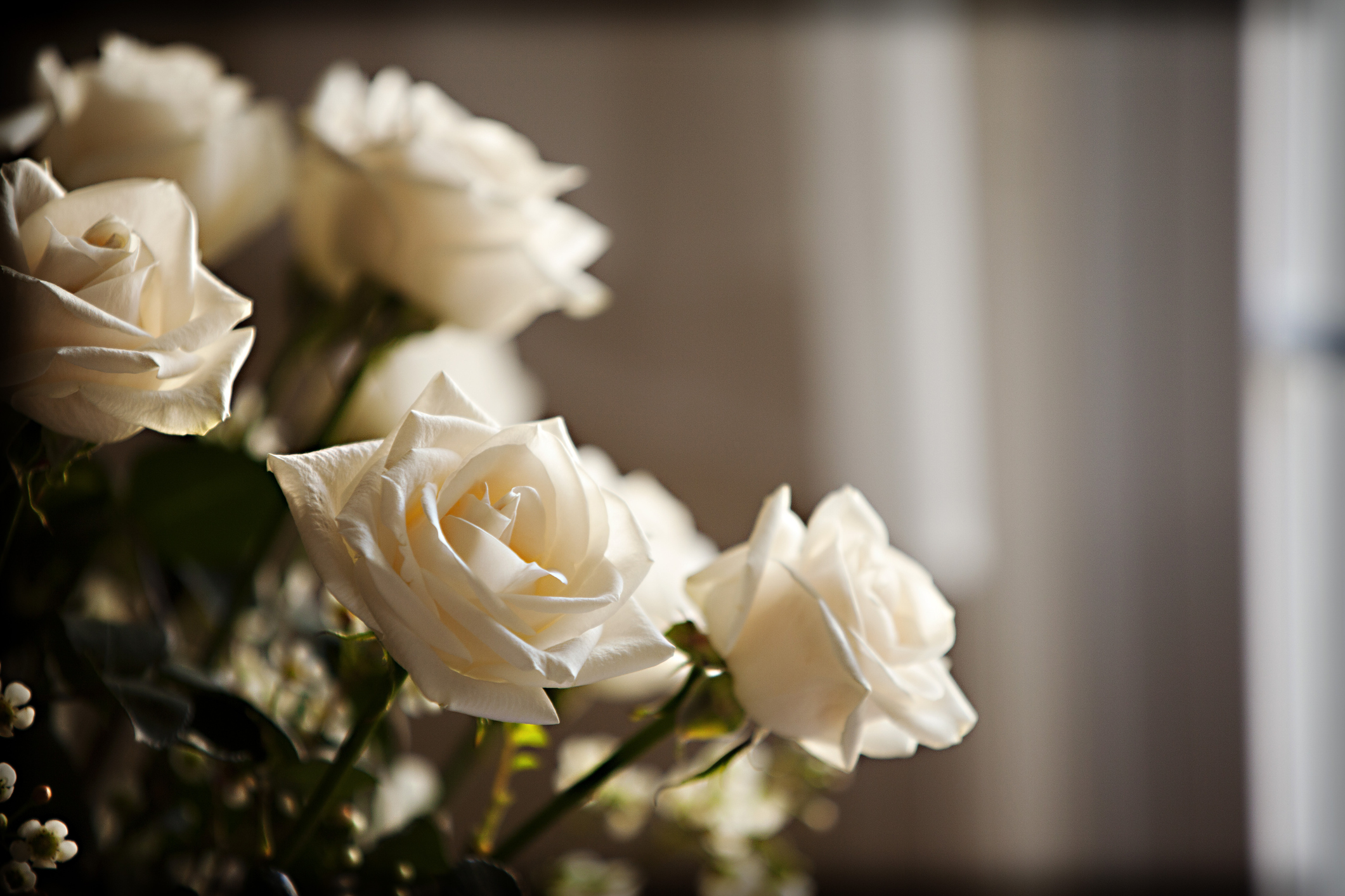 Cut white roses lit by window light in a home