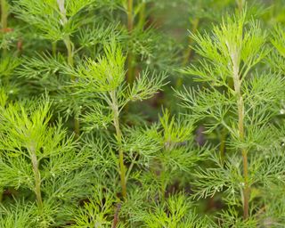 southern wormwood plant