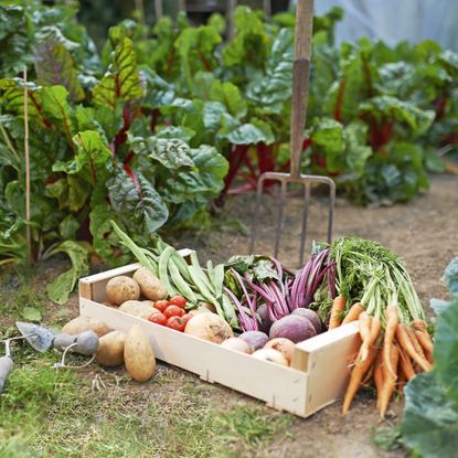 Freshly harvested vegetables in crate in vegetable garden