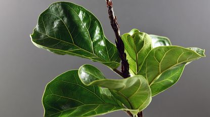 large leaves of a fiddle leave fig plant