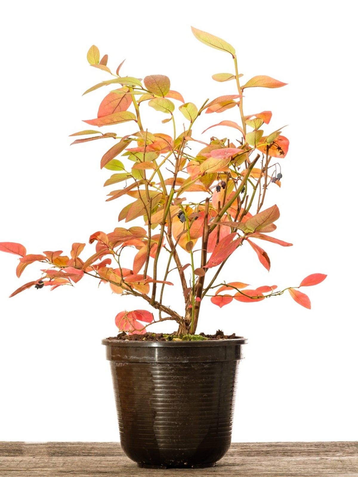 Berries Growing In A Container