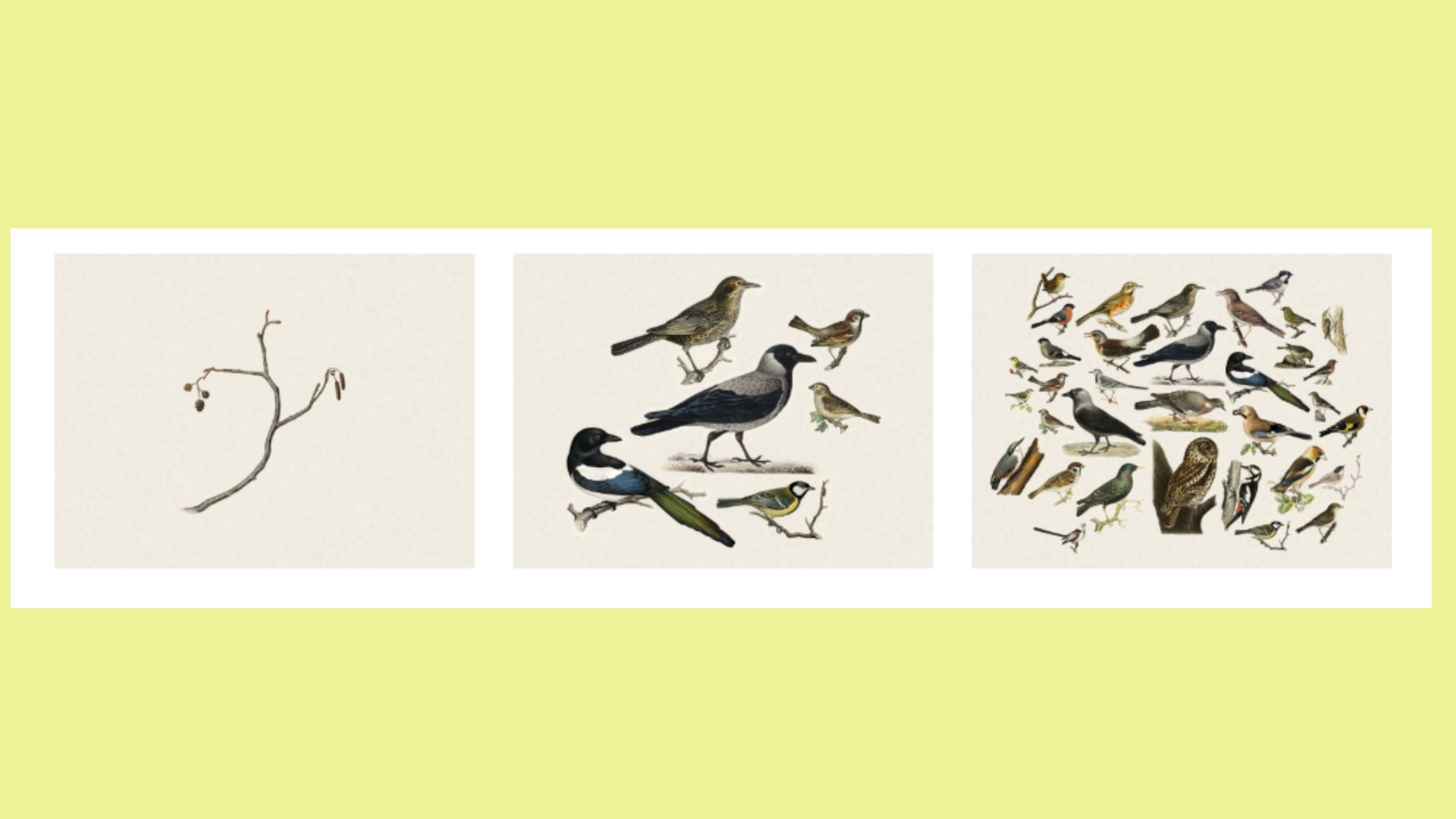 Bird images