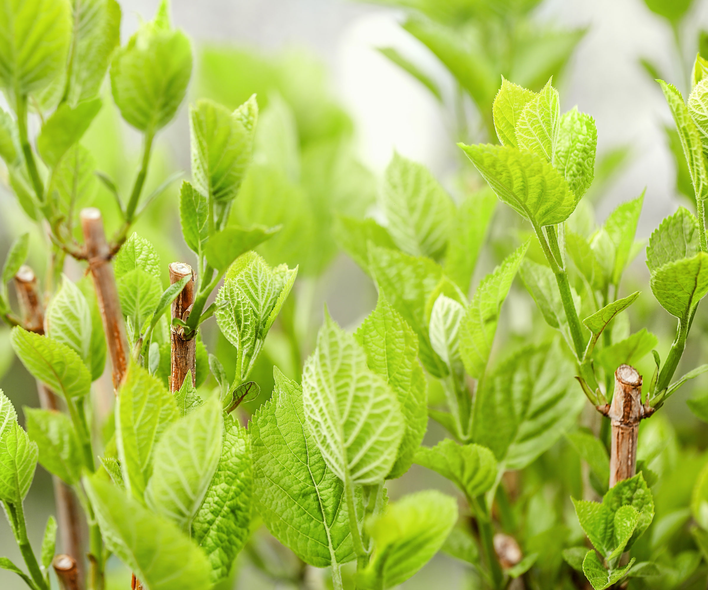 green shoots on hydrangea shrub in spring