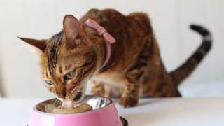 Savannah cat eating from cat bowl