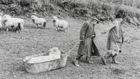 Two men in long coats and boots pull a large metal tub across a grassy hillside to transport a sick ram, while several other sheep watch from the background.