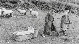 Two men in long coats and boots pull a large metal tub across a grassy hillside to transport a sick ram, while several other sheep watch from the background.