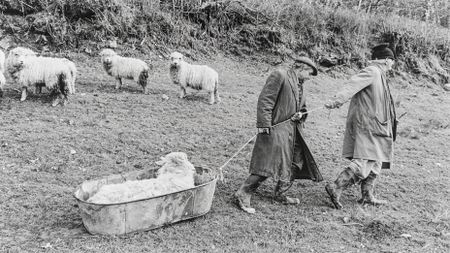 Two men in long coats and boots pull a large metal tub across a grassy hillside to transport a sick ram, while several other sheep watch from the background.