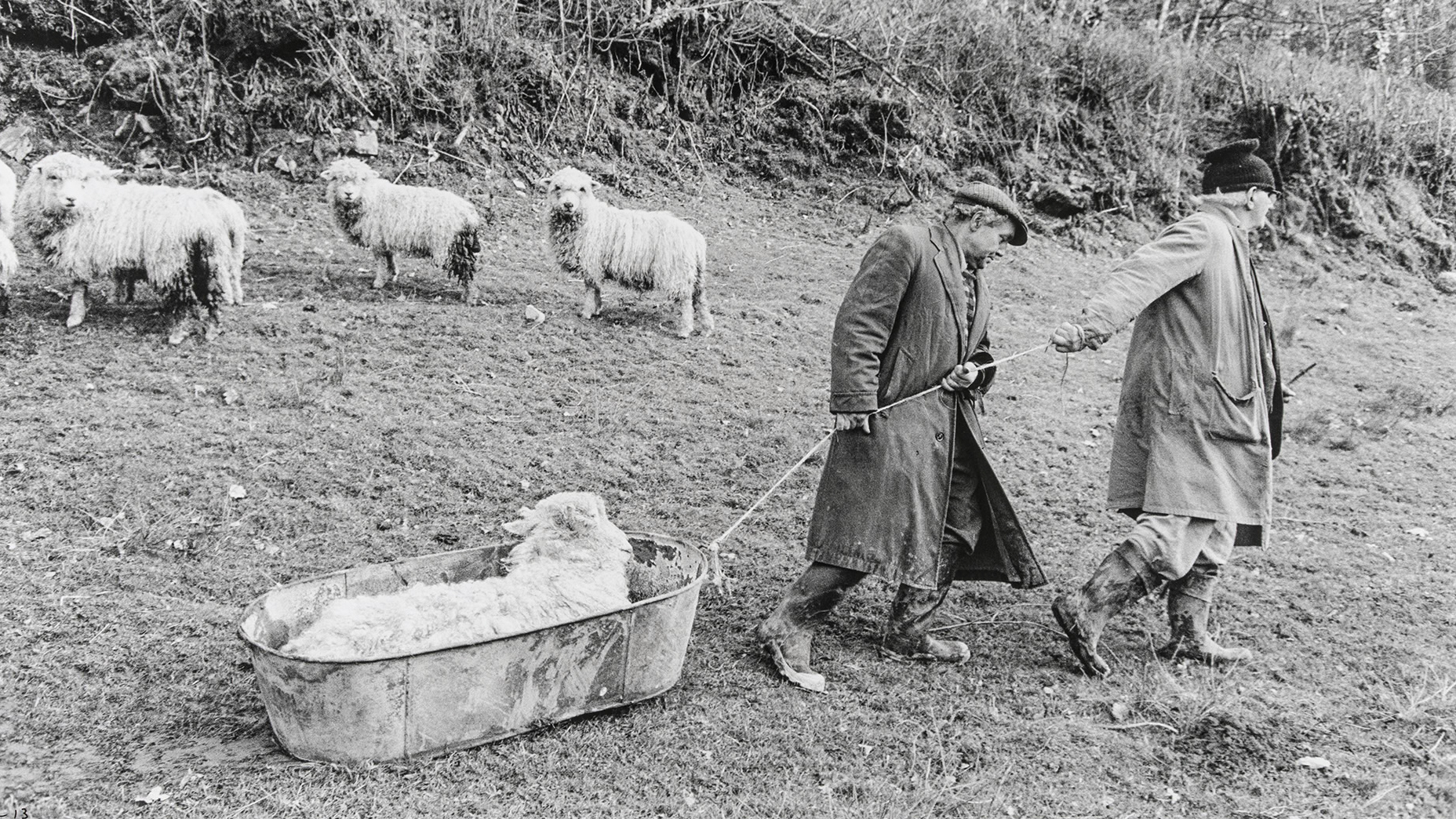 Two men in long coats and boots pull a large metal tub across a grassy hillside to transport a sick ram, while several other sheep watch from the background.