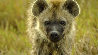 The young hyenas must fend for themselves as BBC1's Animal Babies: First Year on Earth concludes