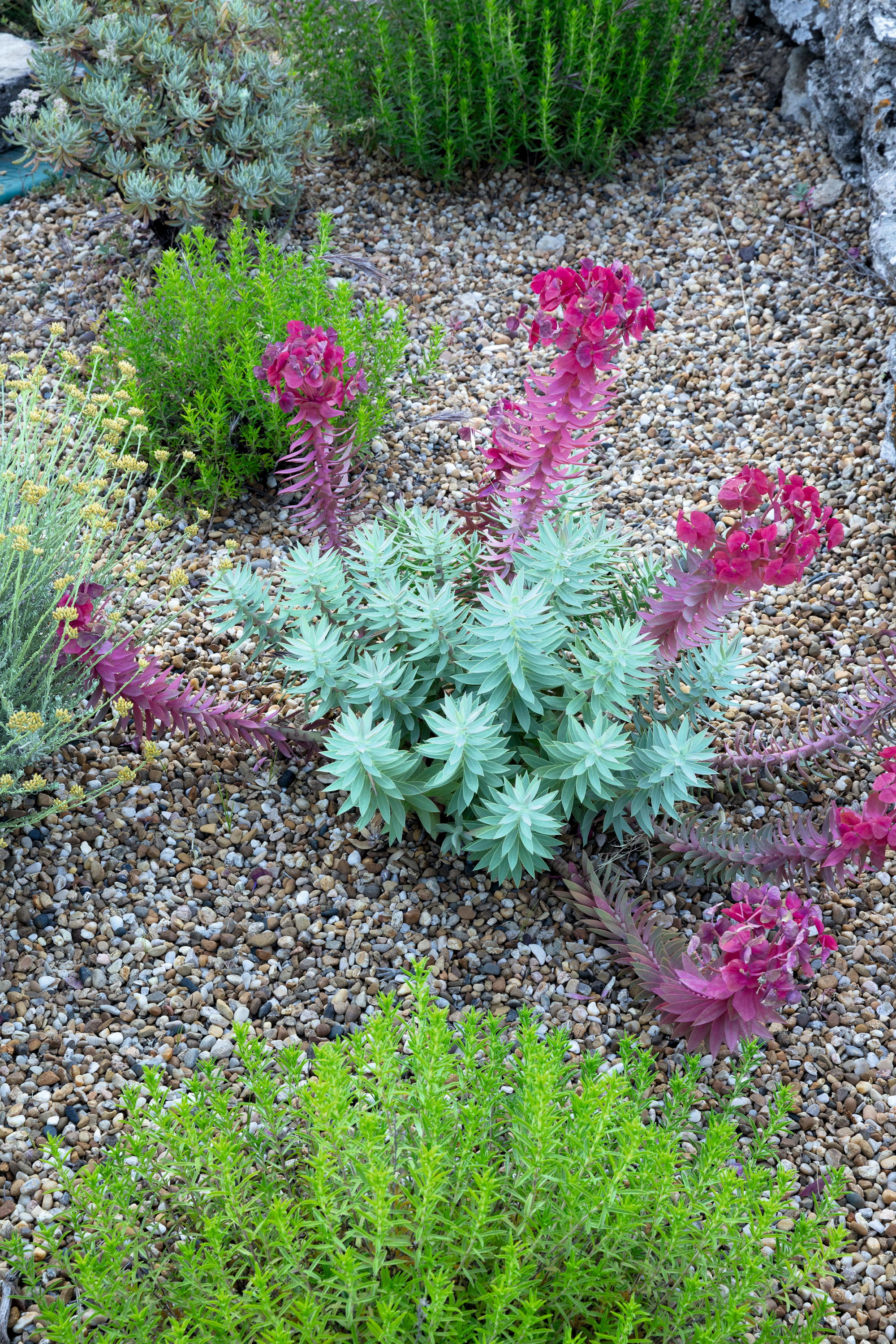Euphorbia rigida.
