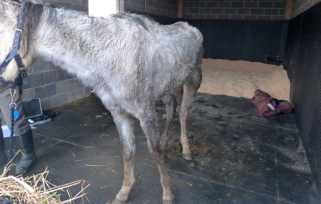 Emerald on arrival at Bransby Horses