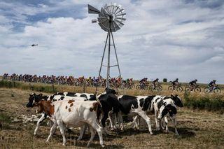 A herd of French cattle during a 2022 bike race