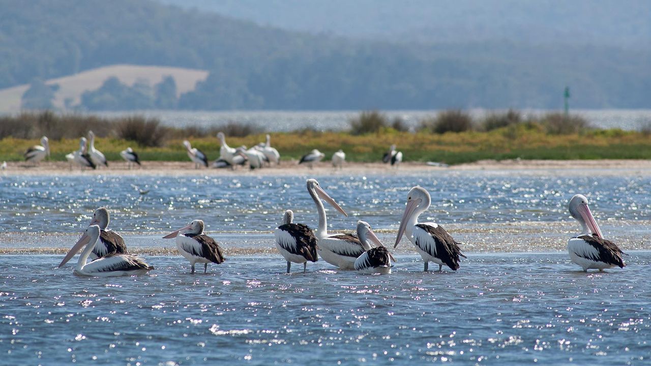 Pelicans at the water&amp;#039;s edge in Mallacoota, Australia