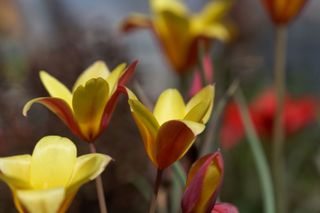 Flower of a Lady Tulip, Tulipa clusiana var chrysantha