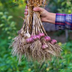 Man's hand holding harvested garlic