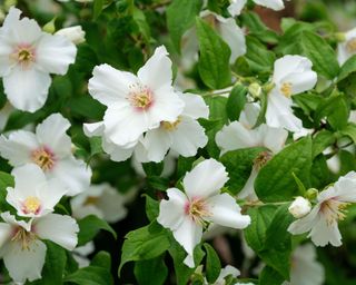 white flowers of Philadelphus ‘Belle Etoile’