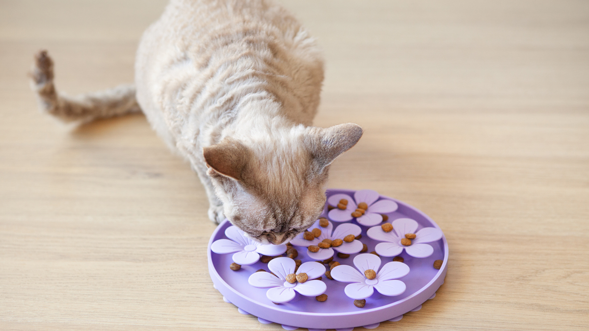 Cat eating from a lilac slow feeder cat bowl