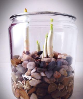 Paperwhite bulbs in glass jar with pebbles