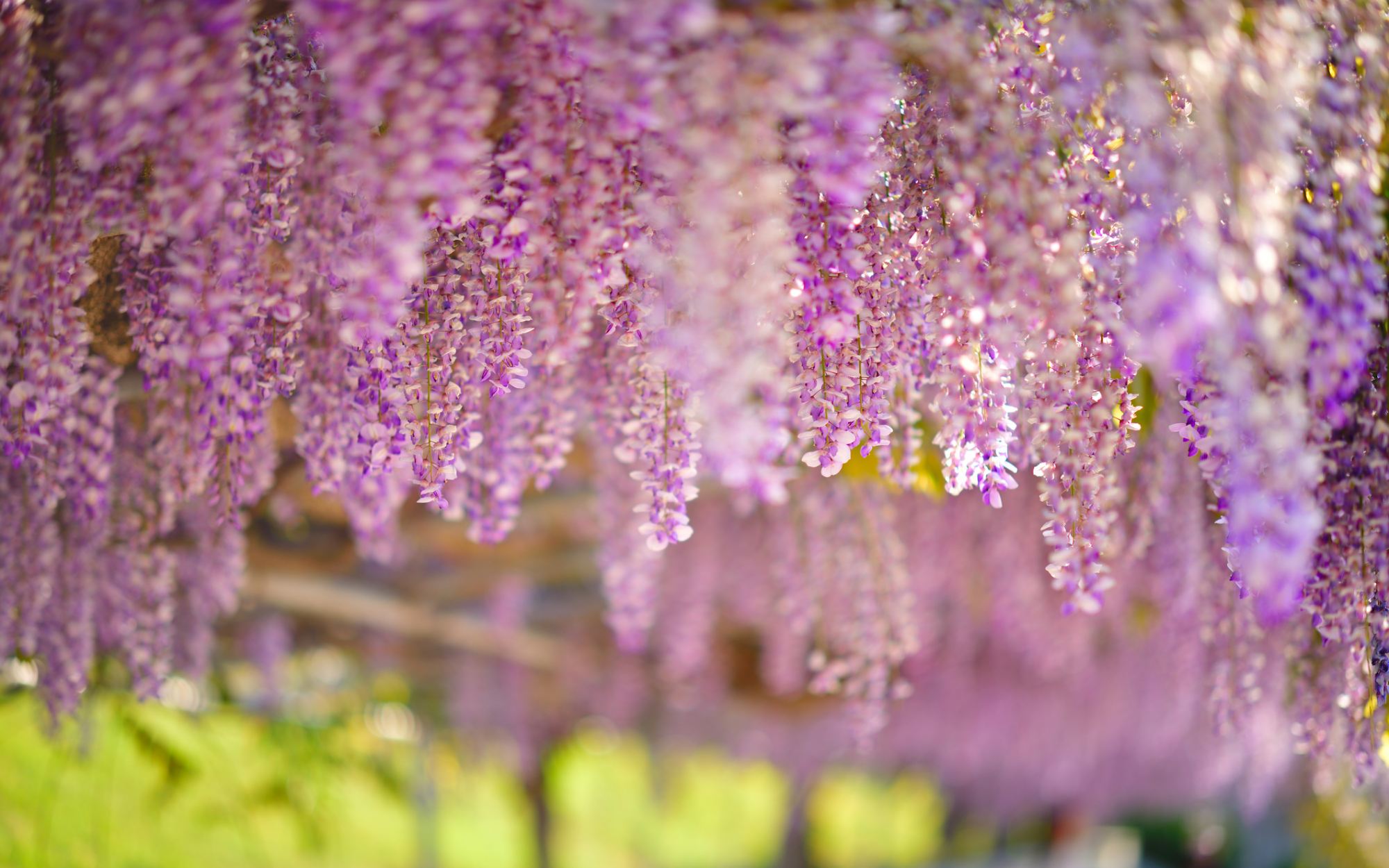 wisteria