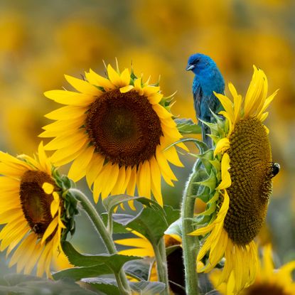 indigo bunting bird on giant sunflower
