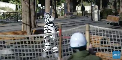 A woman dressed like a zebra during a drill at Ueno Zoo.