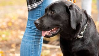 Barking dog rescues woman with dementia