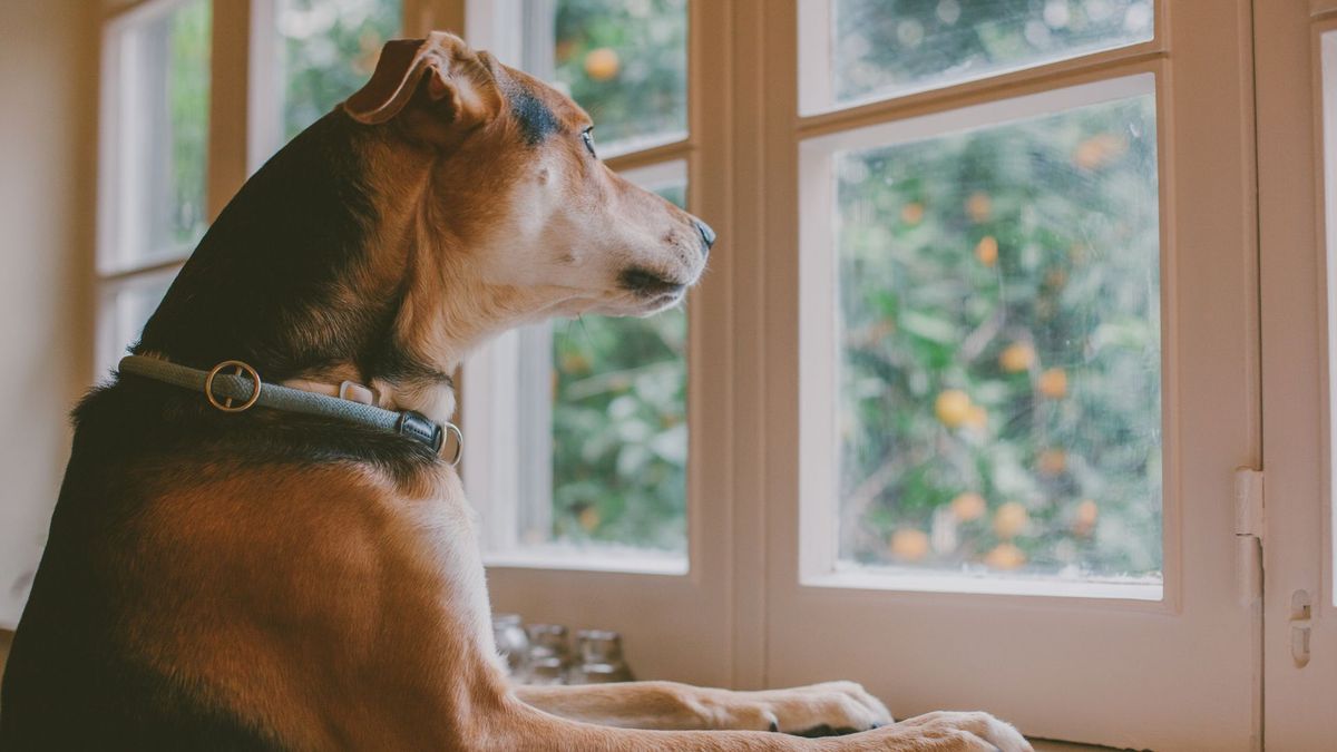 Dog looking out of the window