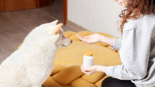 A white dog sitting patiently waiting for their owner to give the supplement in their hand.
