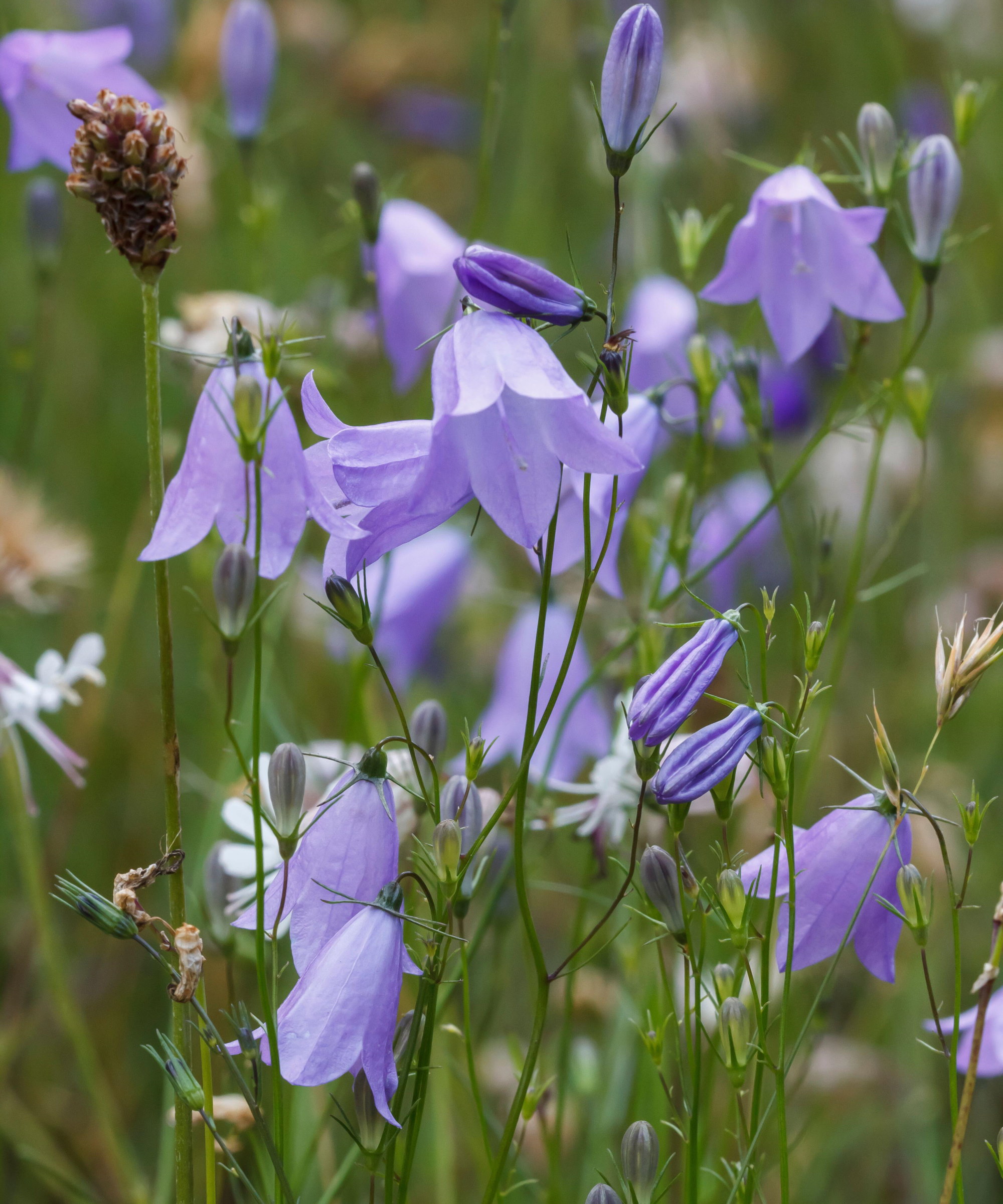Purple bell-shaped campanula flowers up close