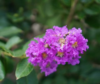 A violet flower on a crepe myrtle shrub up-close