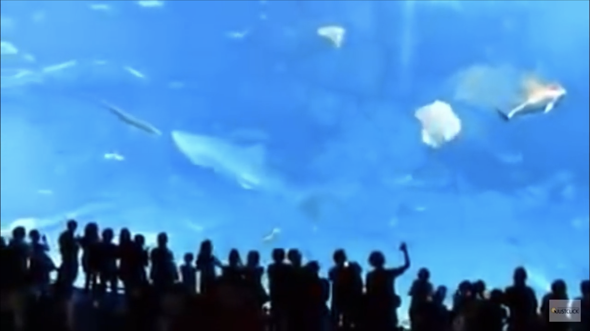 Fish killed by flash photography THIS is why flash isn't allowed at