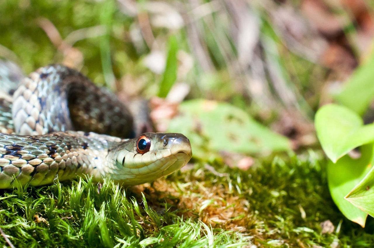 Snake In The Garden