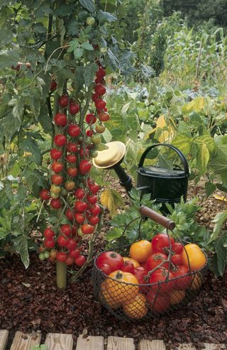 tomatoes on the vine with watering can beside them