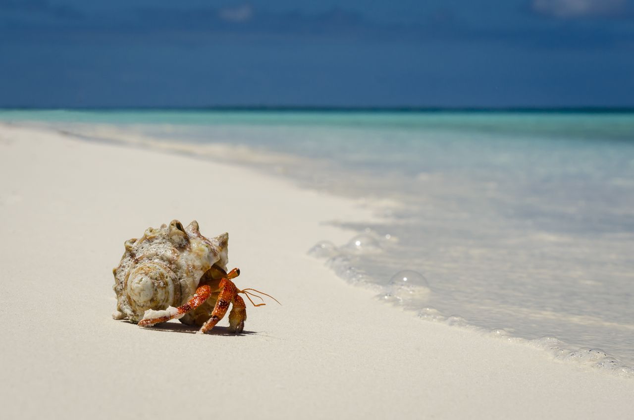 Hermit crab on the sand beach of a tropical atoll lagoon.