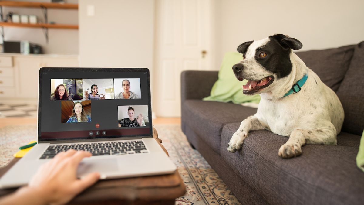 Working from home with a dog